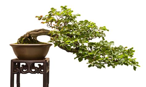 bonsai 意思